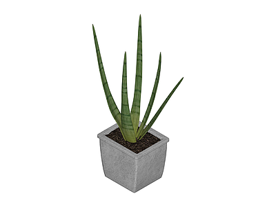 带盆绿植盆栽