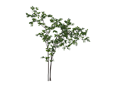 绿叶灌木植物模型