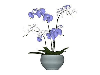 蓝白兰花盆栽