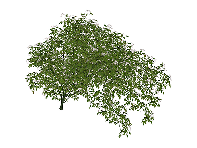 白模垂枝植物