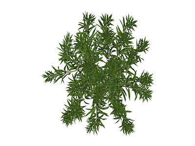 绿色灌木丛植物模型