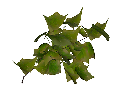 绿色植物枝叶