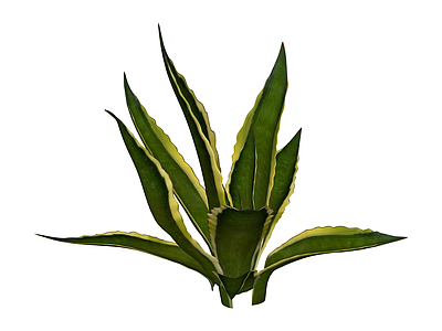 虎尾兰盆栽植物
