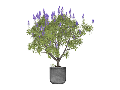 紫色花盆栽植物