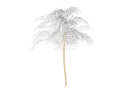白模观赏草植物