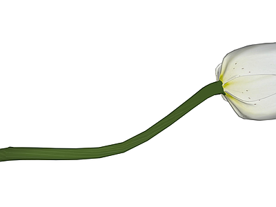 白色郁金香植物模型
