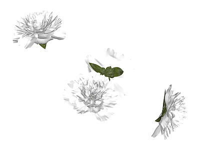 白色牡丹花艺组合