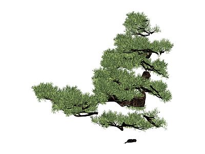 造型松树景观植物