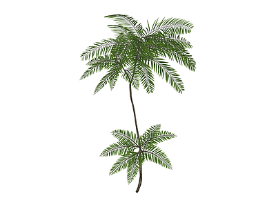 双头景观棕榈树
