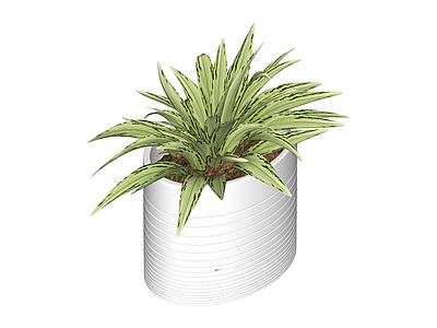 白色条纹盆栽植物