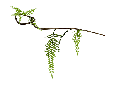 独立蕨类植物模型